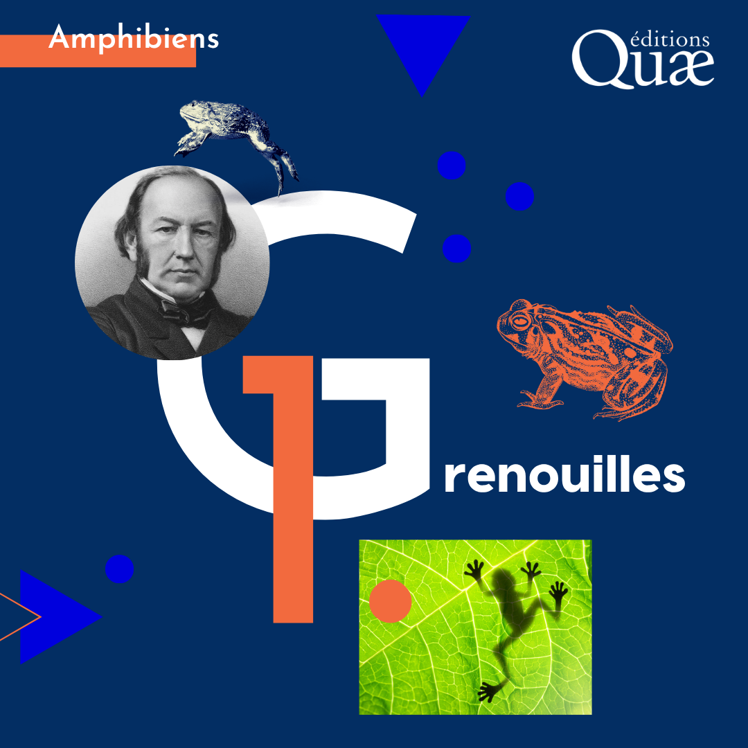 Template Quæ — couverture de la série G.1 Grenouilles