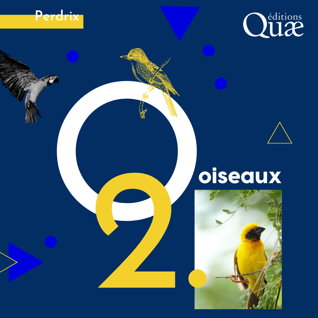 Template Quæ — couverture de la série O.2 Oiseaux