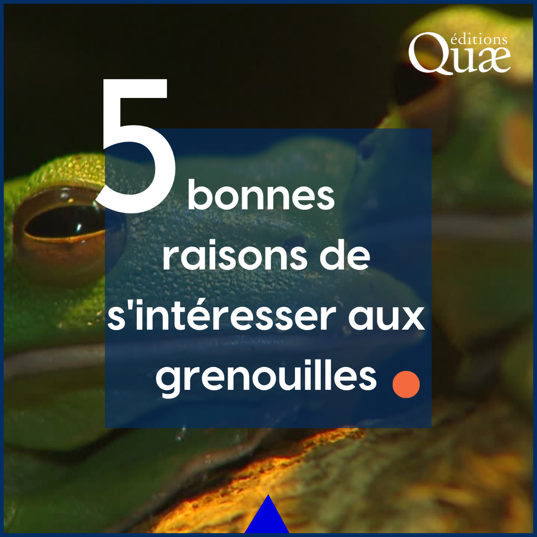 Template Quæ — « 5 bonnes raisons de s’intéresser aux grenouilles »