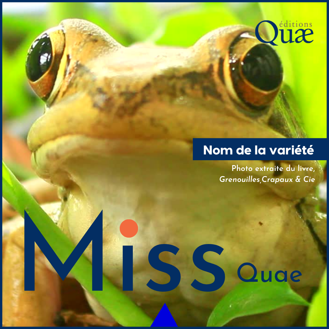 Template Quæ — « Miss Quæ », déclinaison ludique